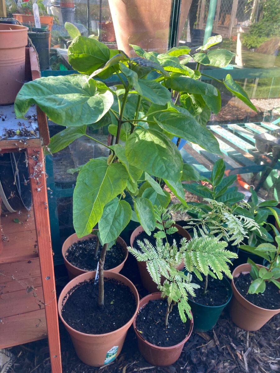 trees from seed