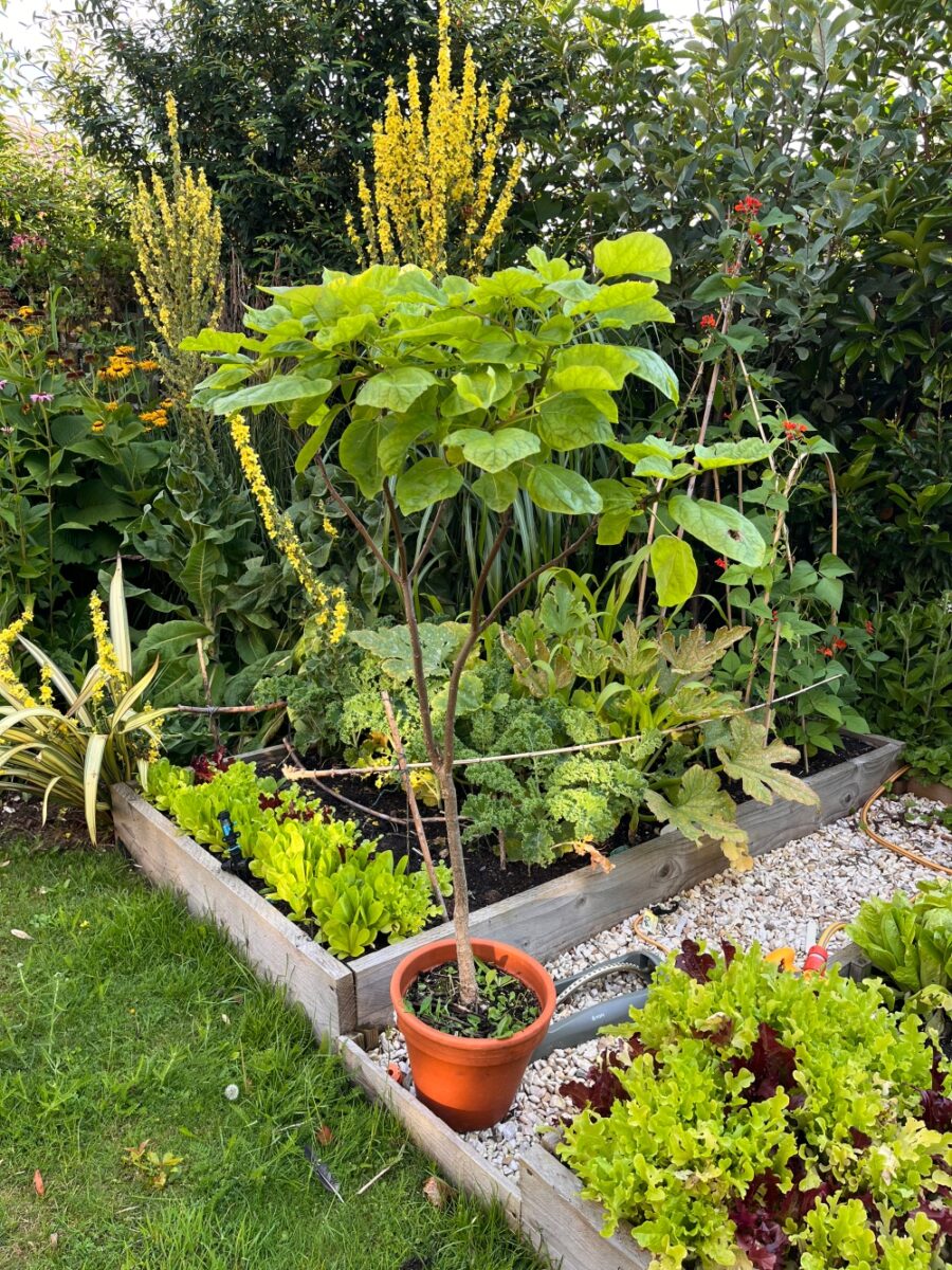 Trees from seed 2025