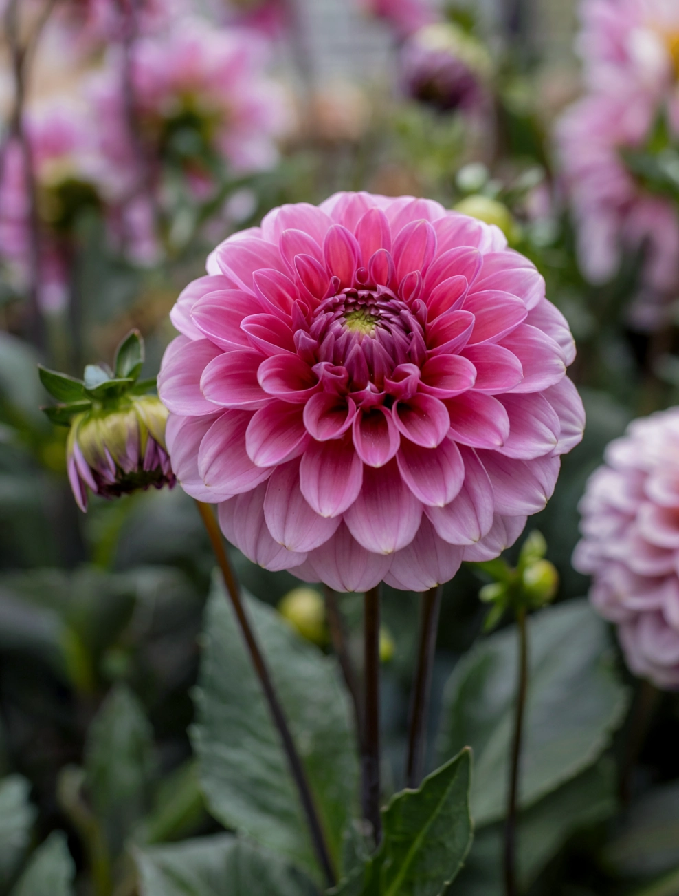Dahlia Night Silence