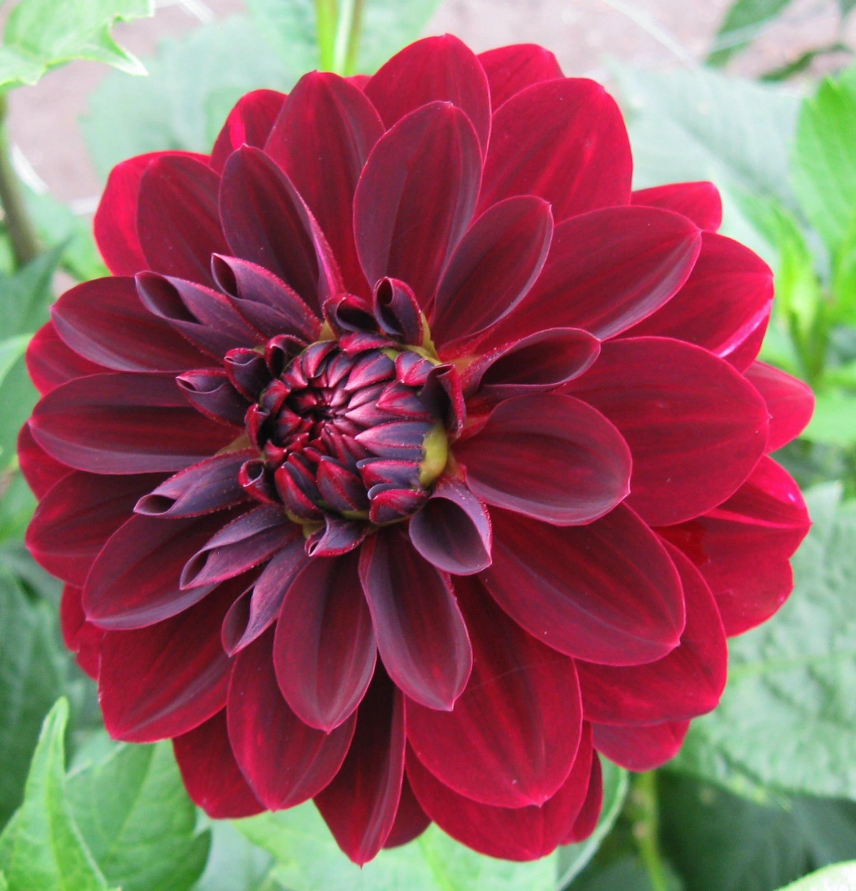 Red Dahlias - Arabian Night 