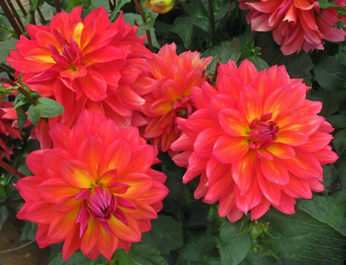 Dahlia Firepot