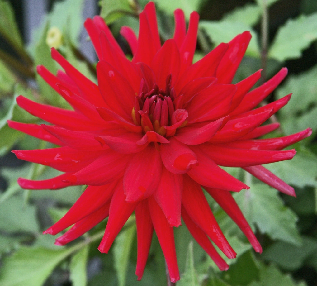 Dahlia - Red pigmy
