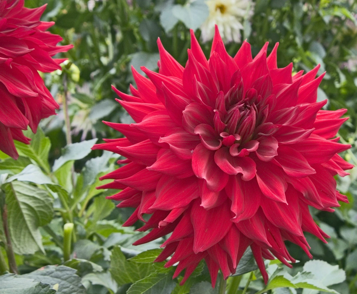 Dahlia Kenora Wildfire