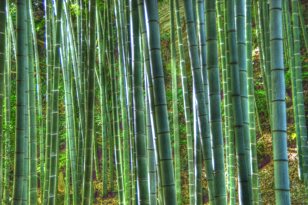 bamboo