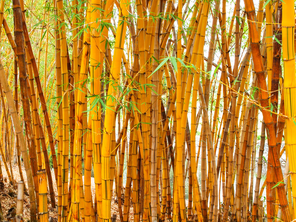bamboo