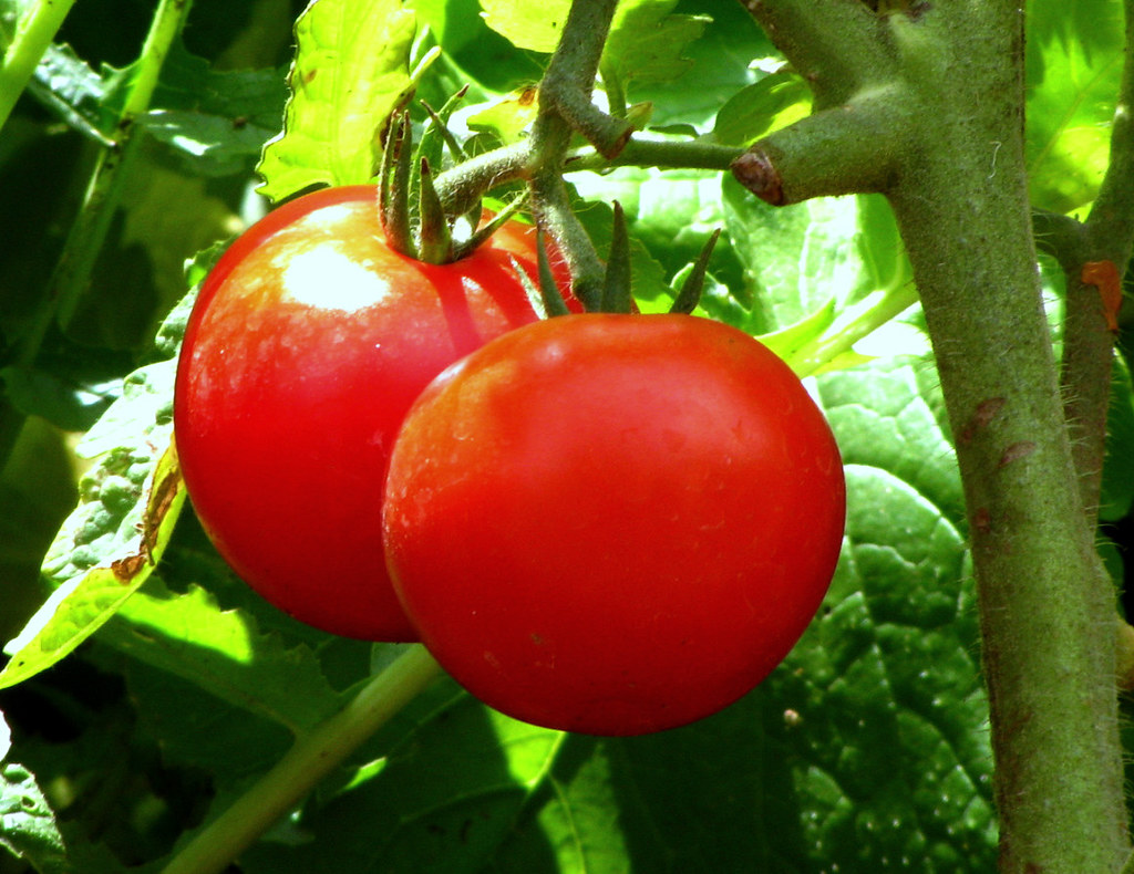Pinching out tomatoes