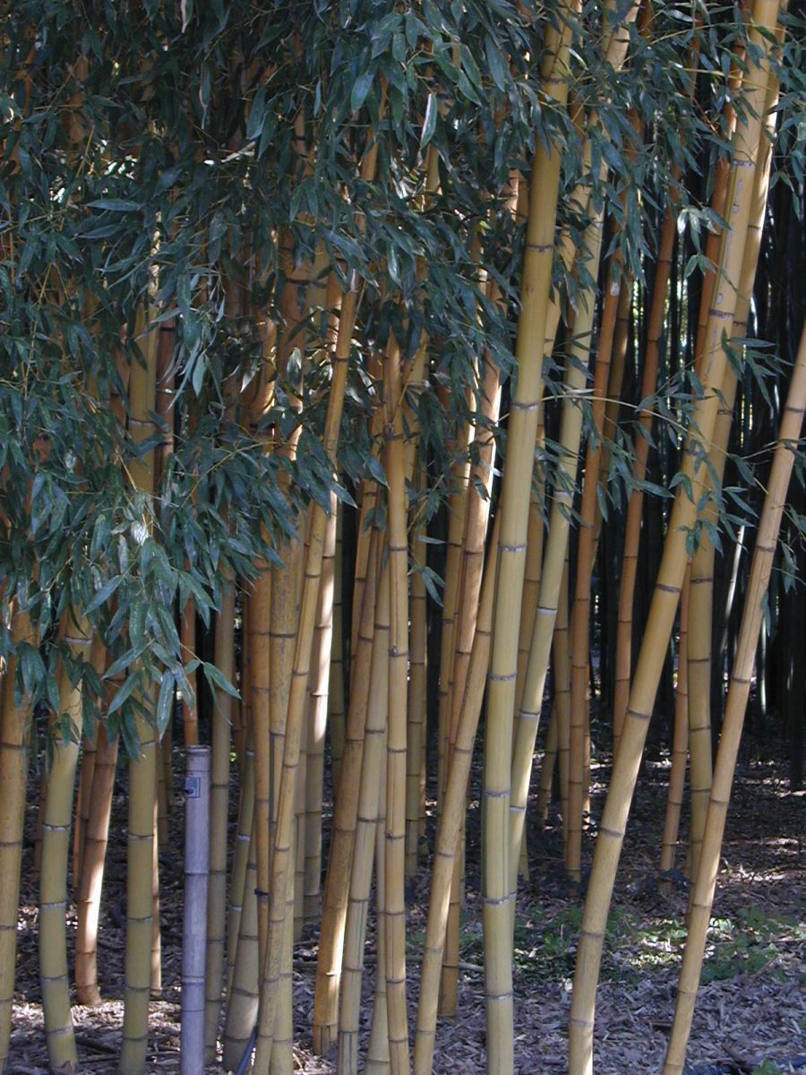 Phyllostachys sulfurea