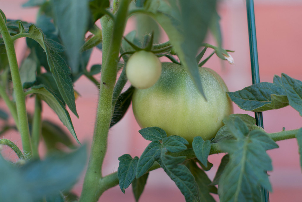 tomato plants