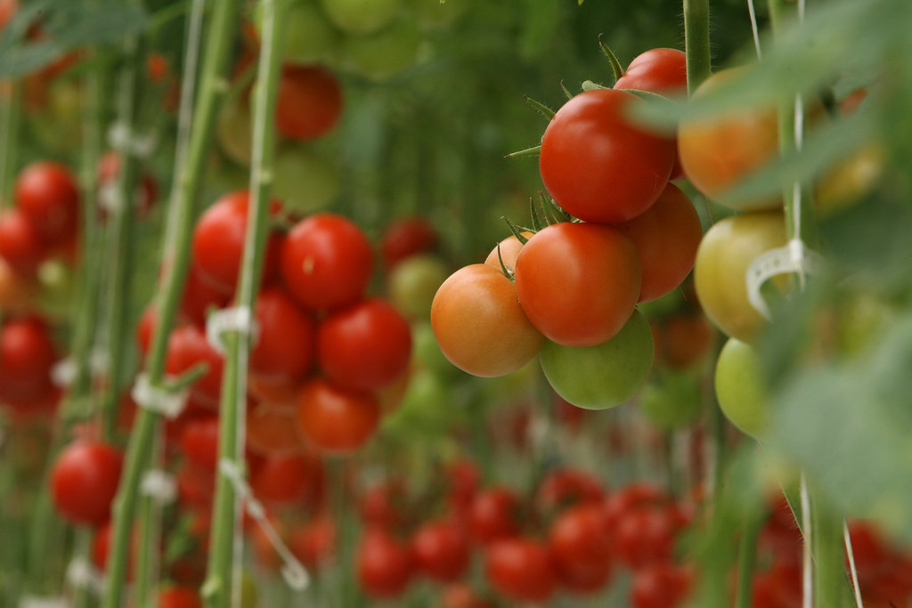 Greenhouse tomatoes
