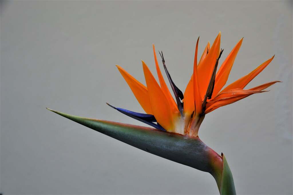 The bird of paradise flower, (Strelitzia reginae)