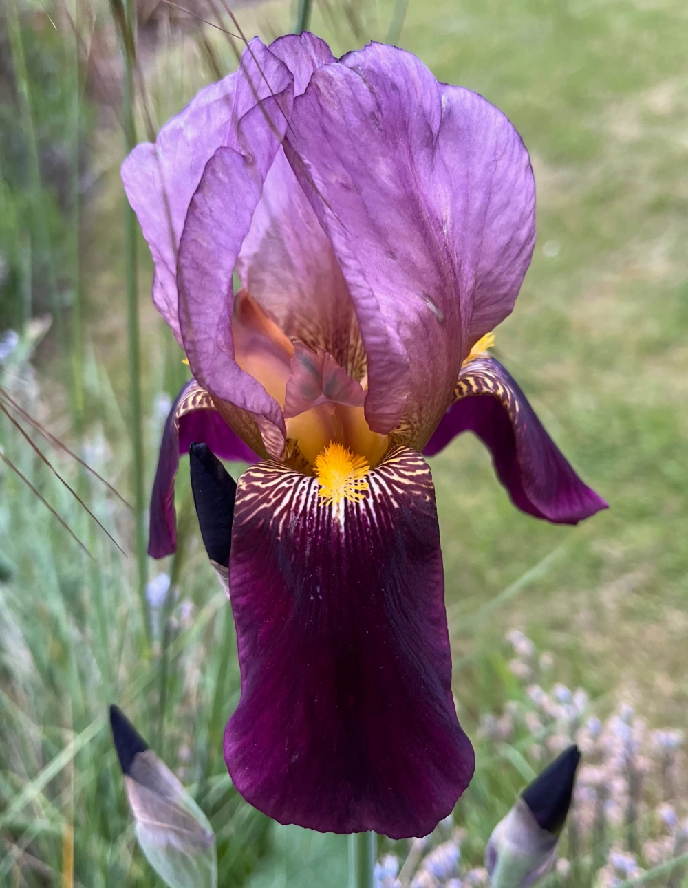 Bearded Iris