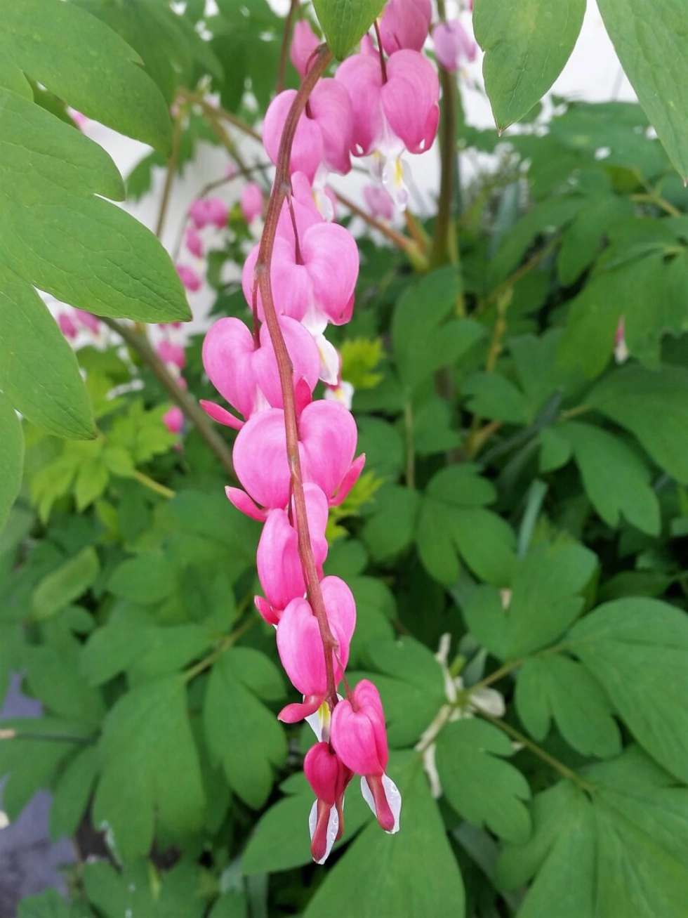 Lamprocapnos spectabilis