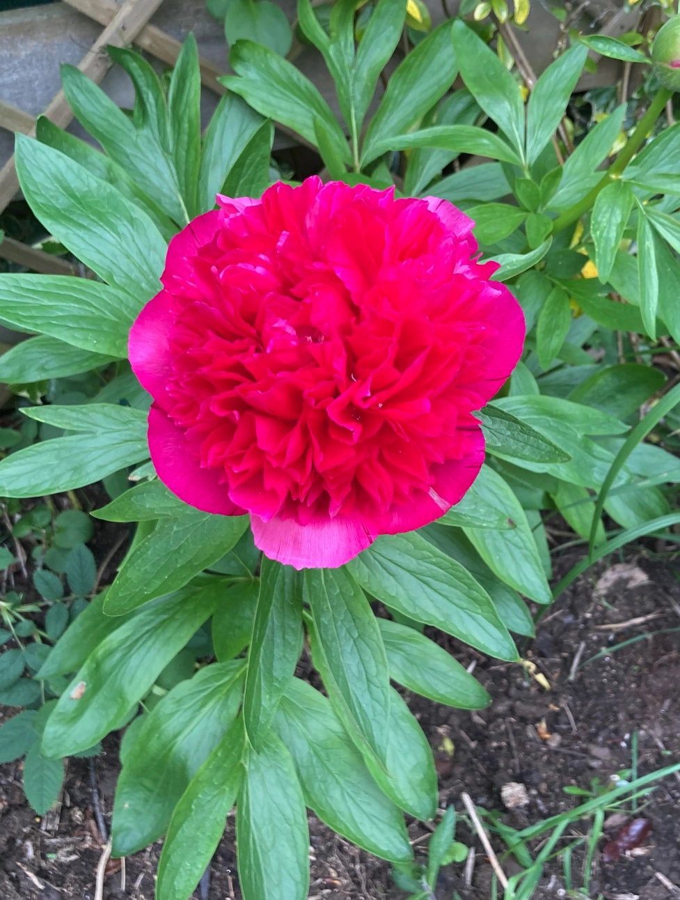 Paeonia