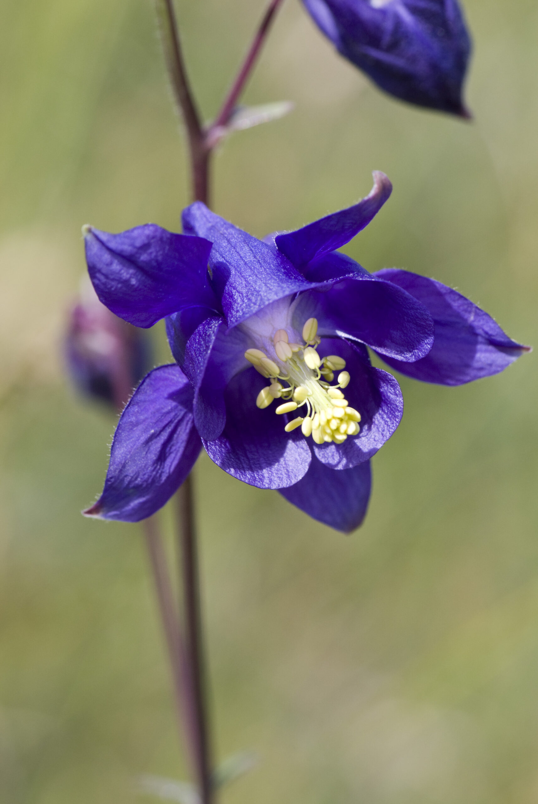Aquilegia vulgaris