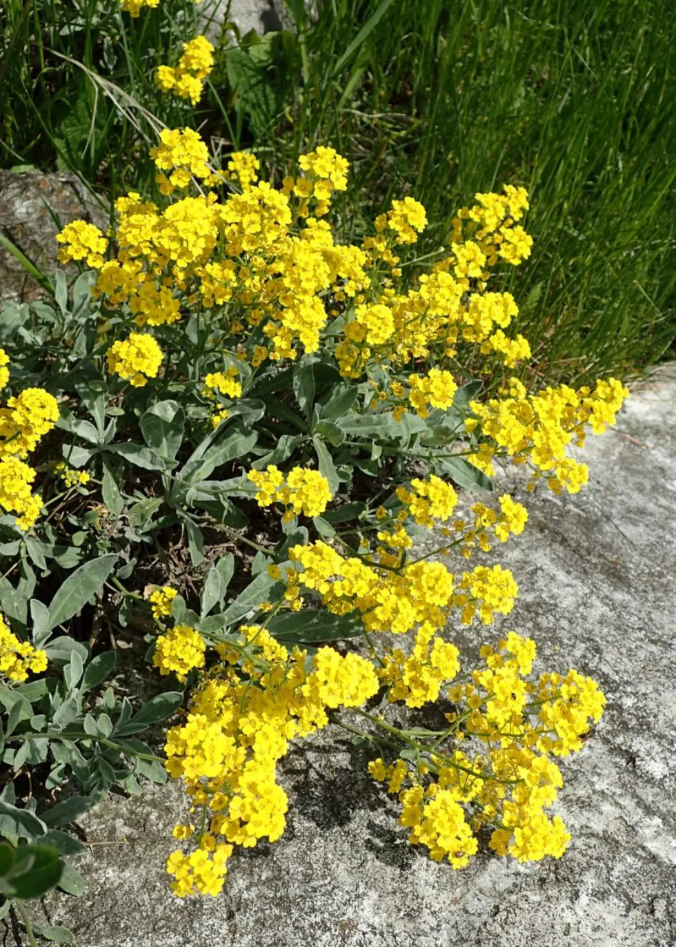 Aurinia saxatilis