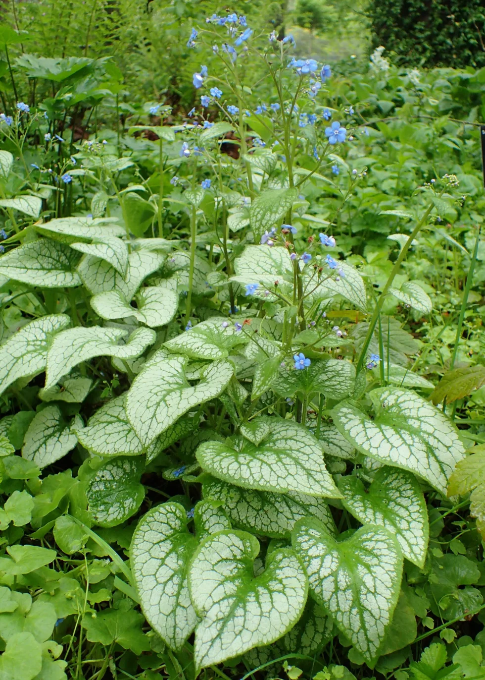 Brunnera macrophylla 'Jack Frost'