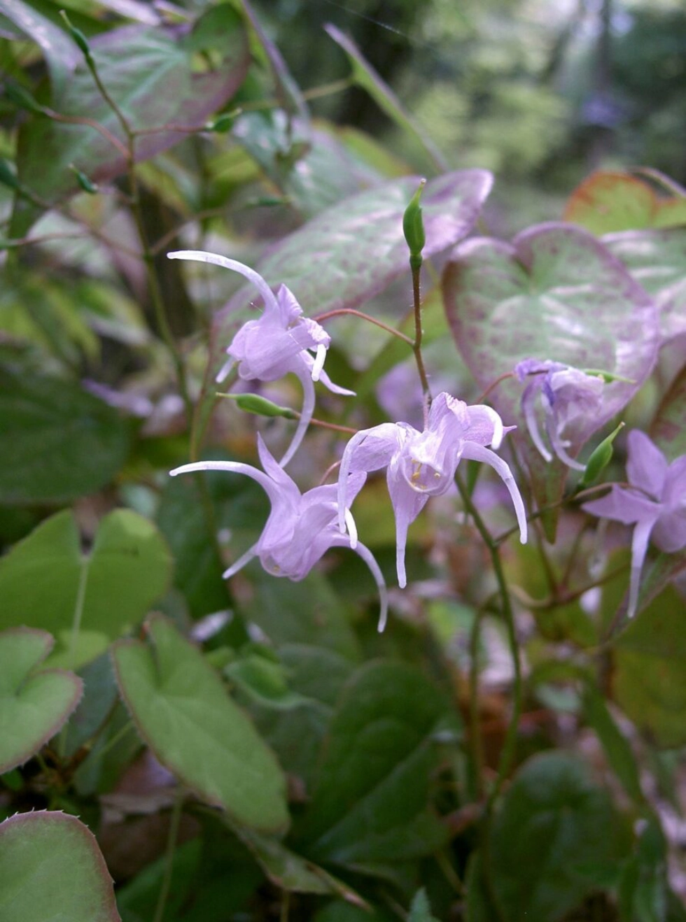 Epimedium grandiflorum var thunbergianum