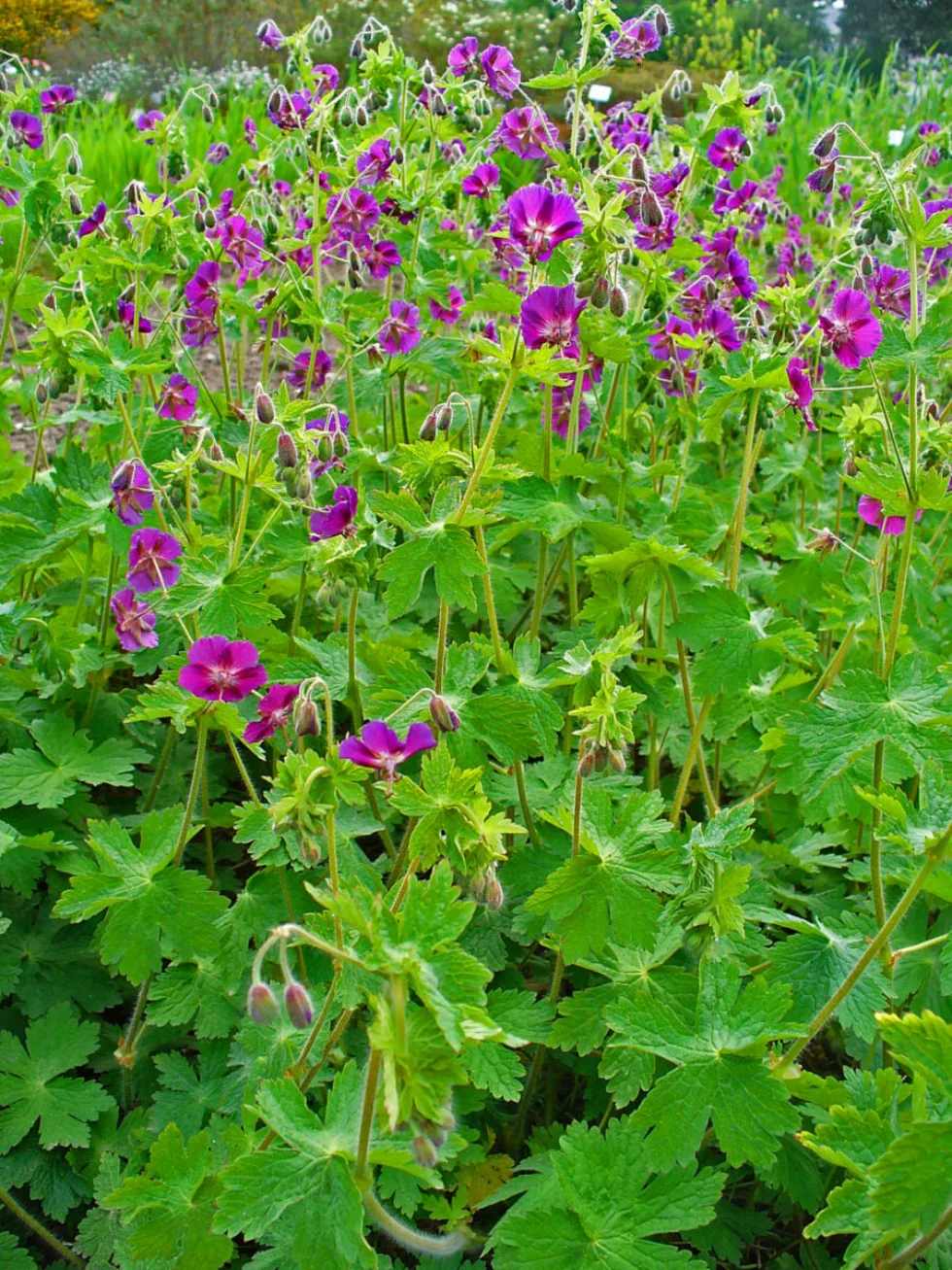 Geranium phaeum