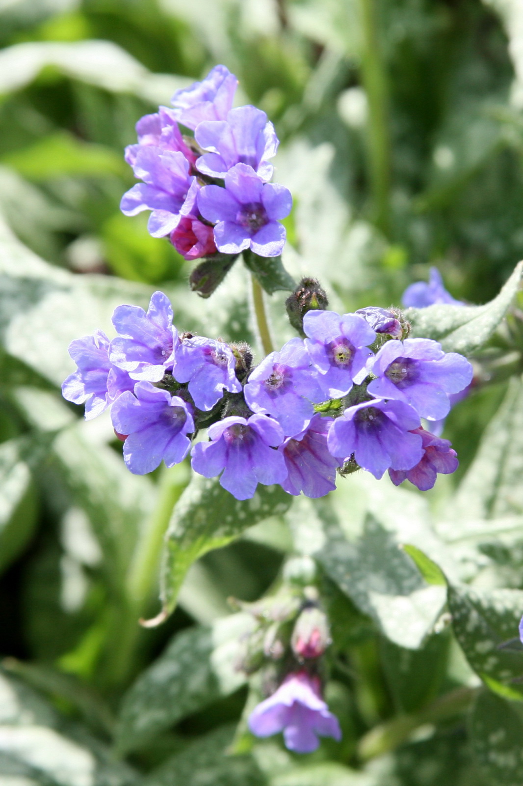 Lungwort (Pulmonaria) Trevi Fountain