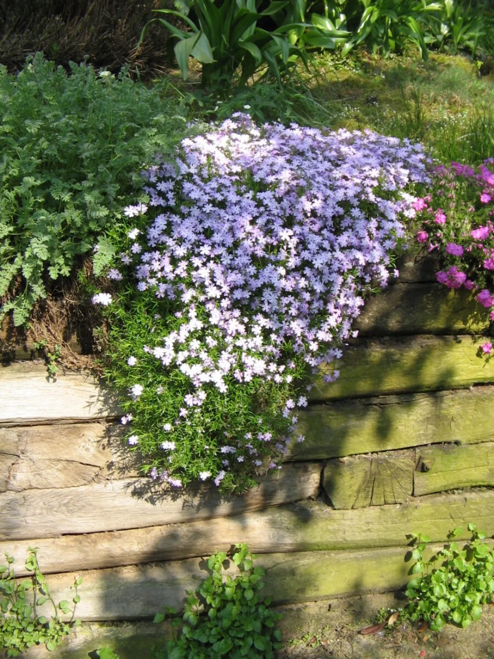 Phlox Emerald Cushion Blue