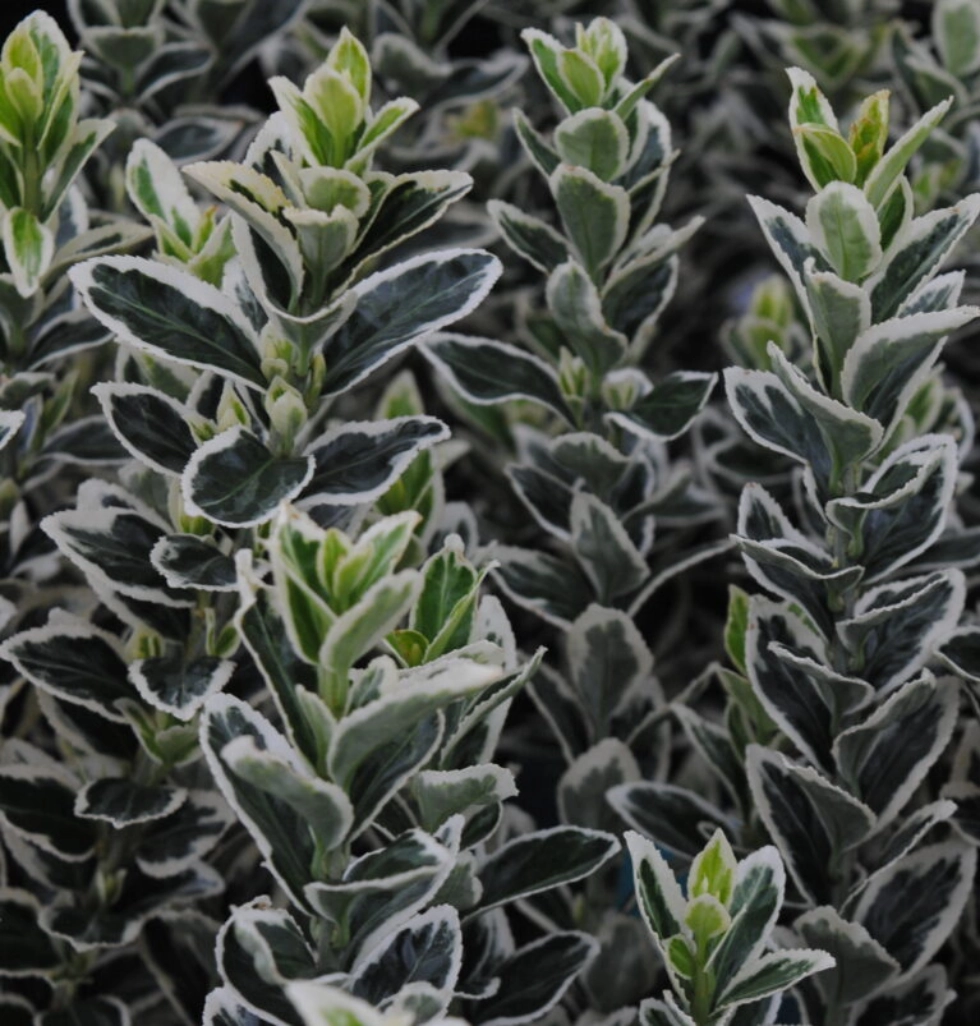 Euonymus japonicus ‘white Spire’