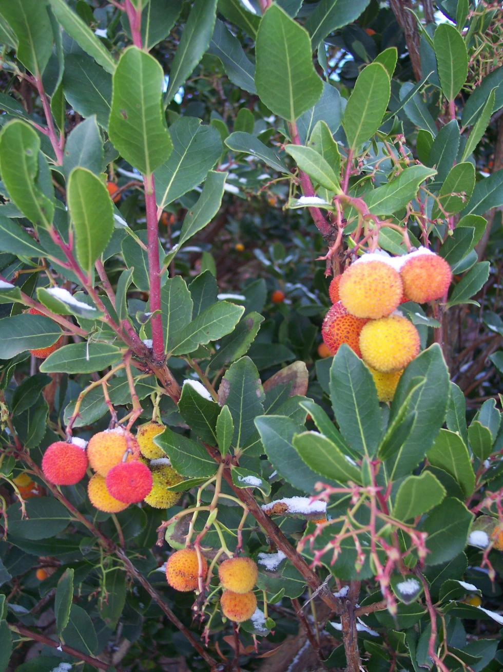 arbutus unedo