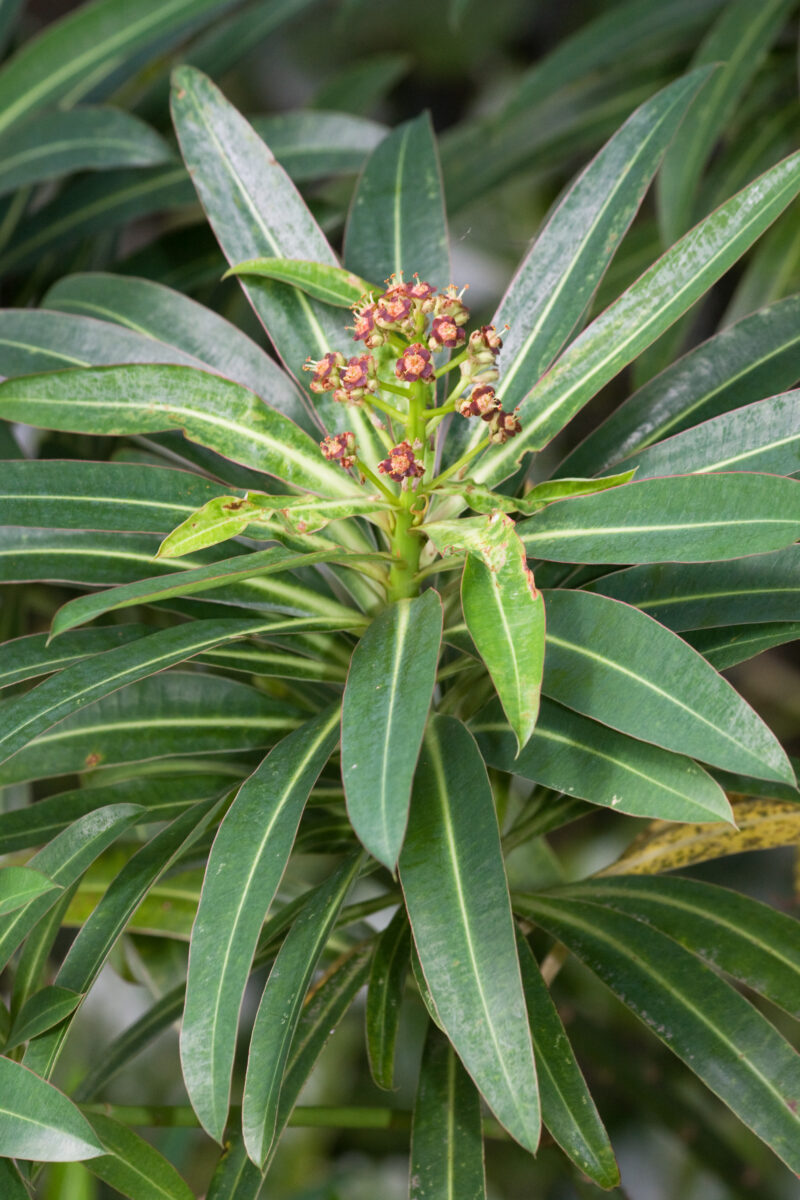 Euphorbia mellifera