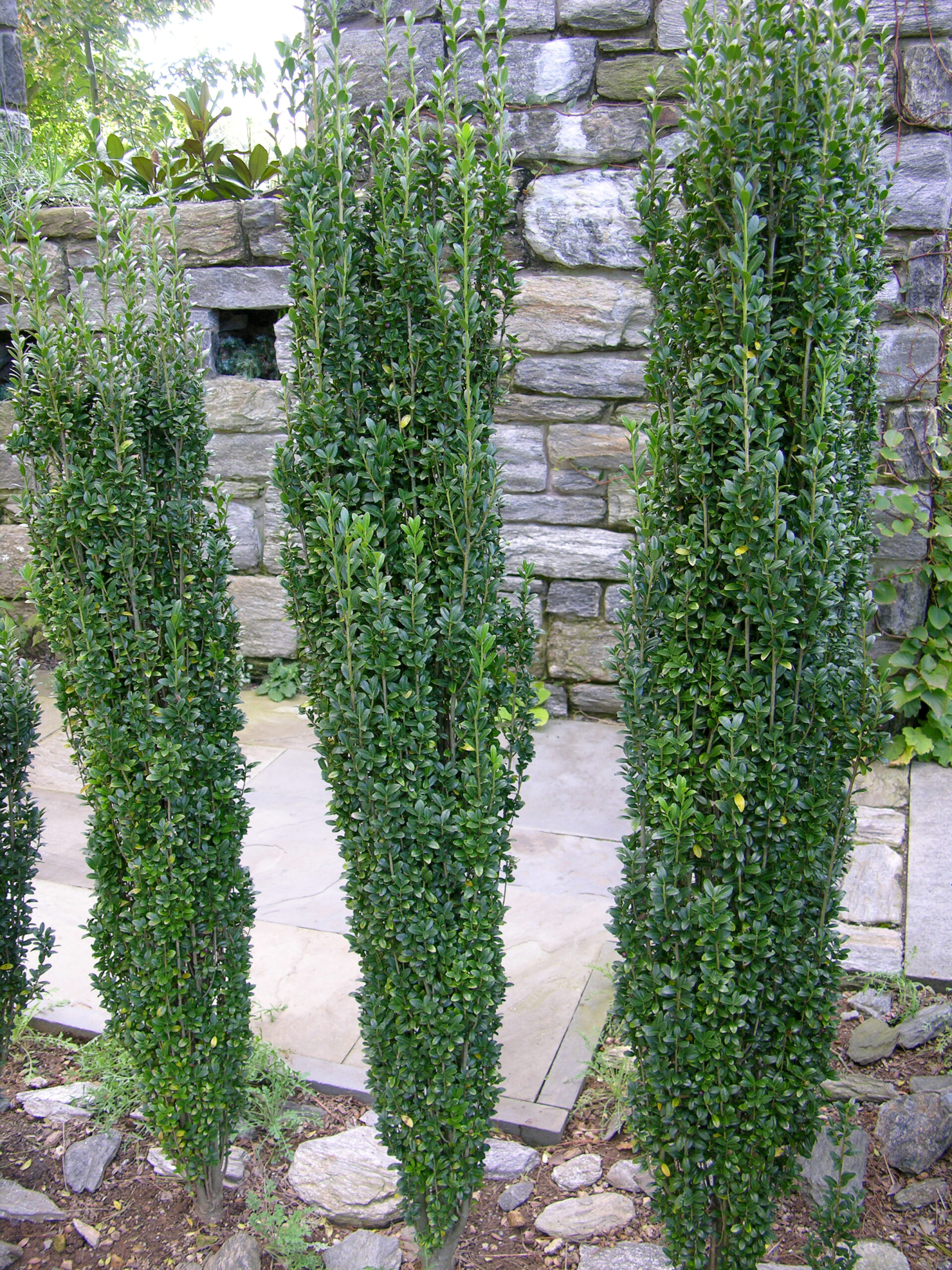 Ilex crenata 'Sky Pencil'