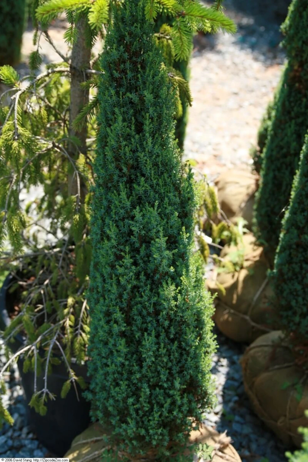 Juniperus communis compressa