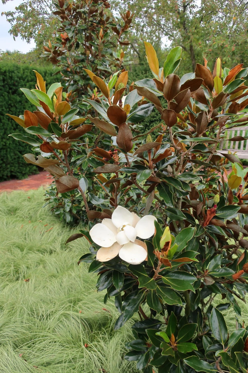 Magnolia grandiflora ‘Little Gem’
