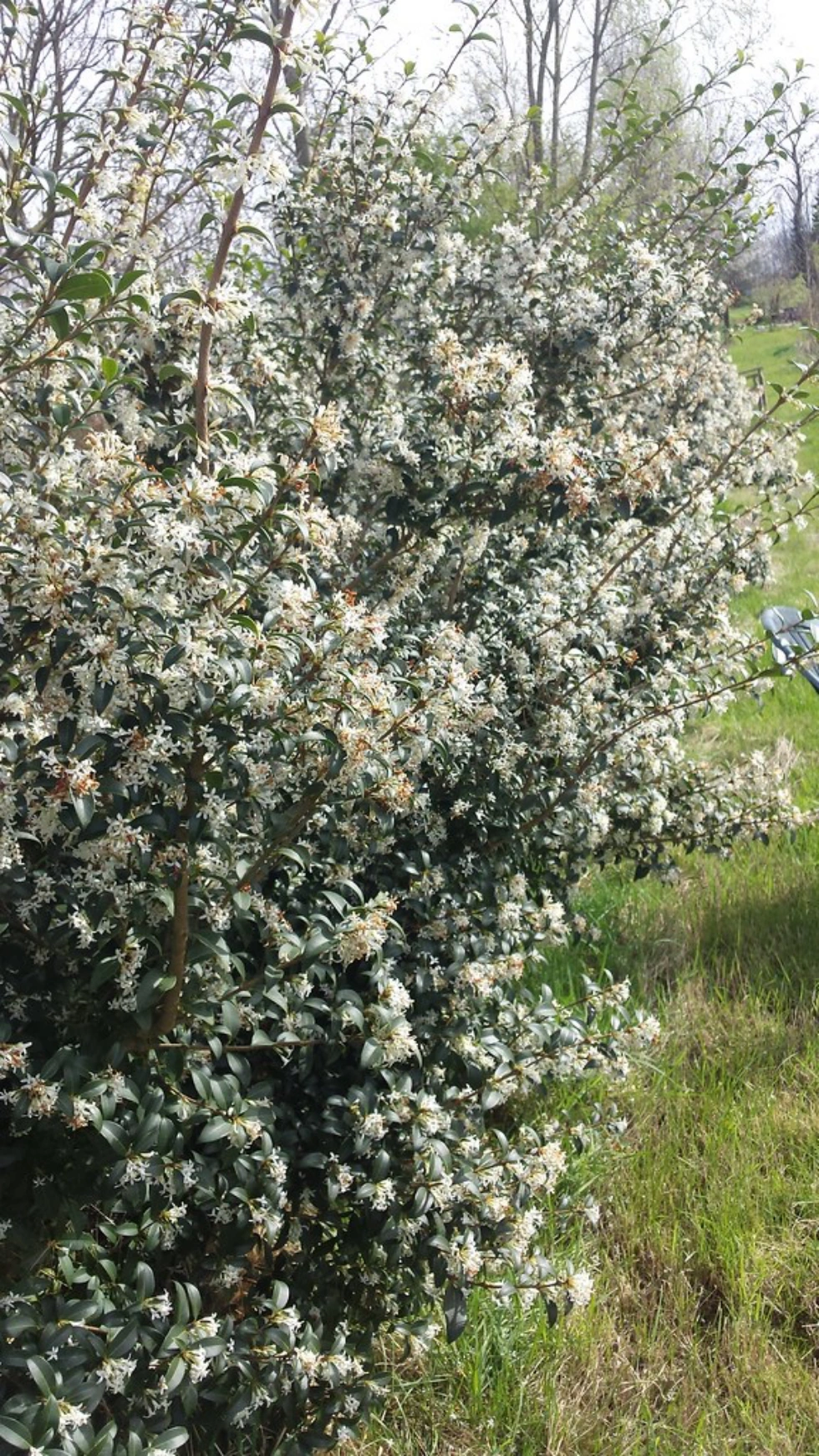 Osmanthus × burkwoodii
