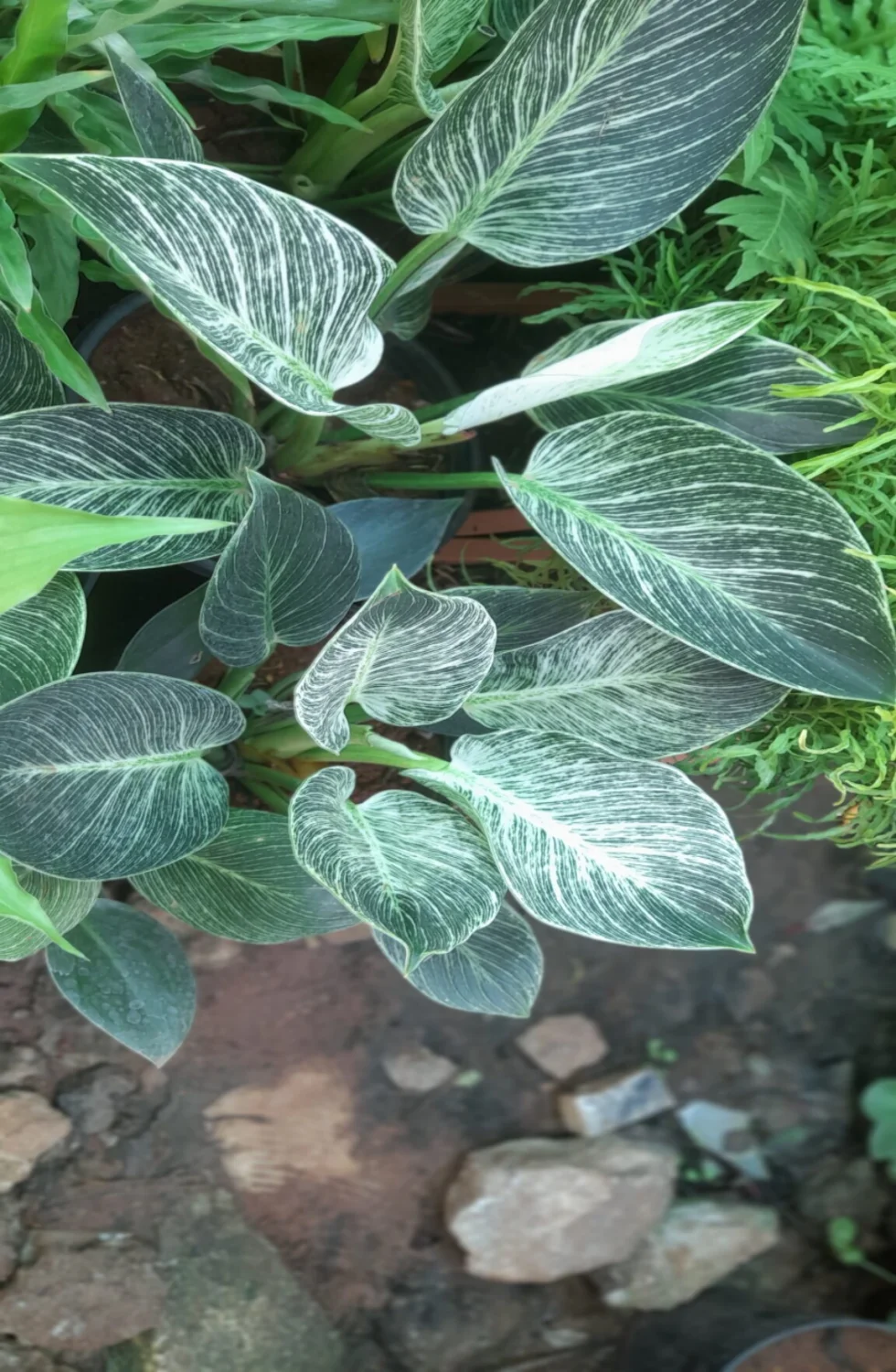 Philodendron Birkin