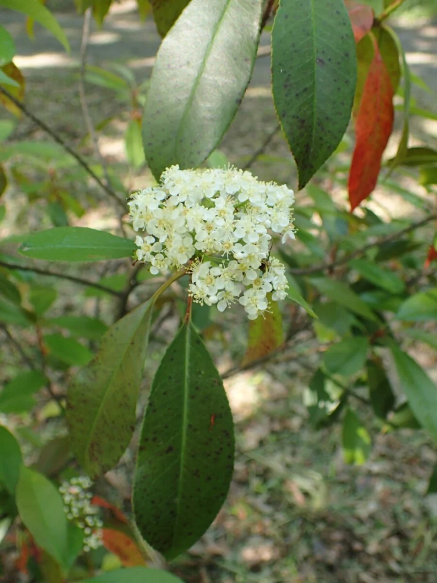 Photinia × fraseri 'Red Robin'
