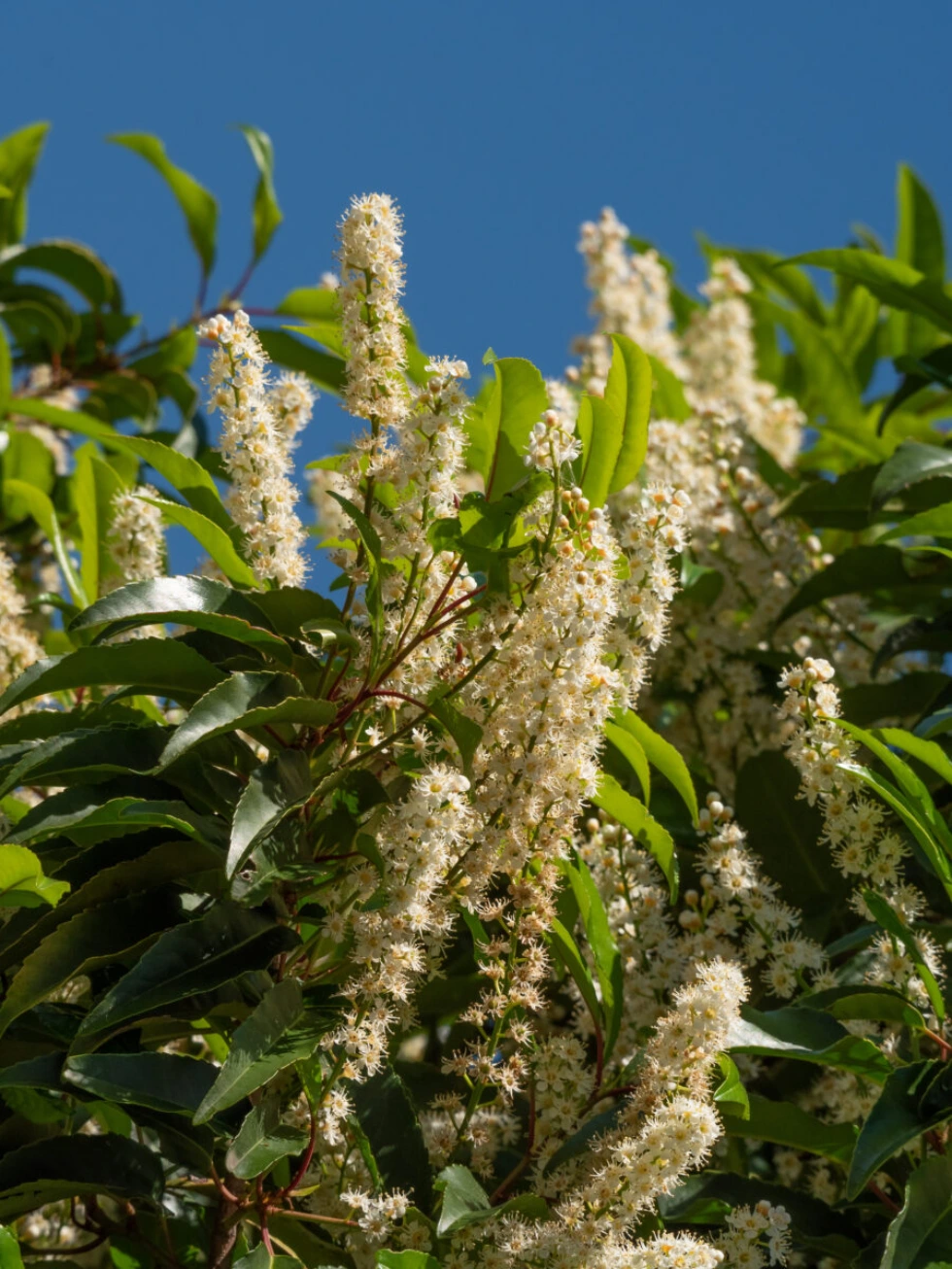 Small evergreen trees - Prunus lusitanica (Portuguese Laurel)