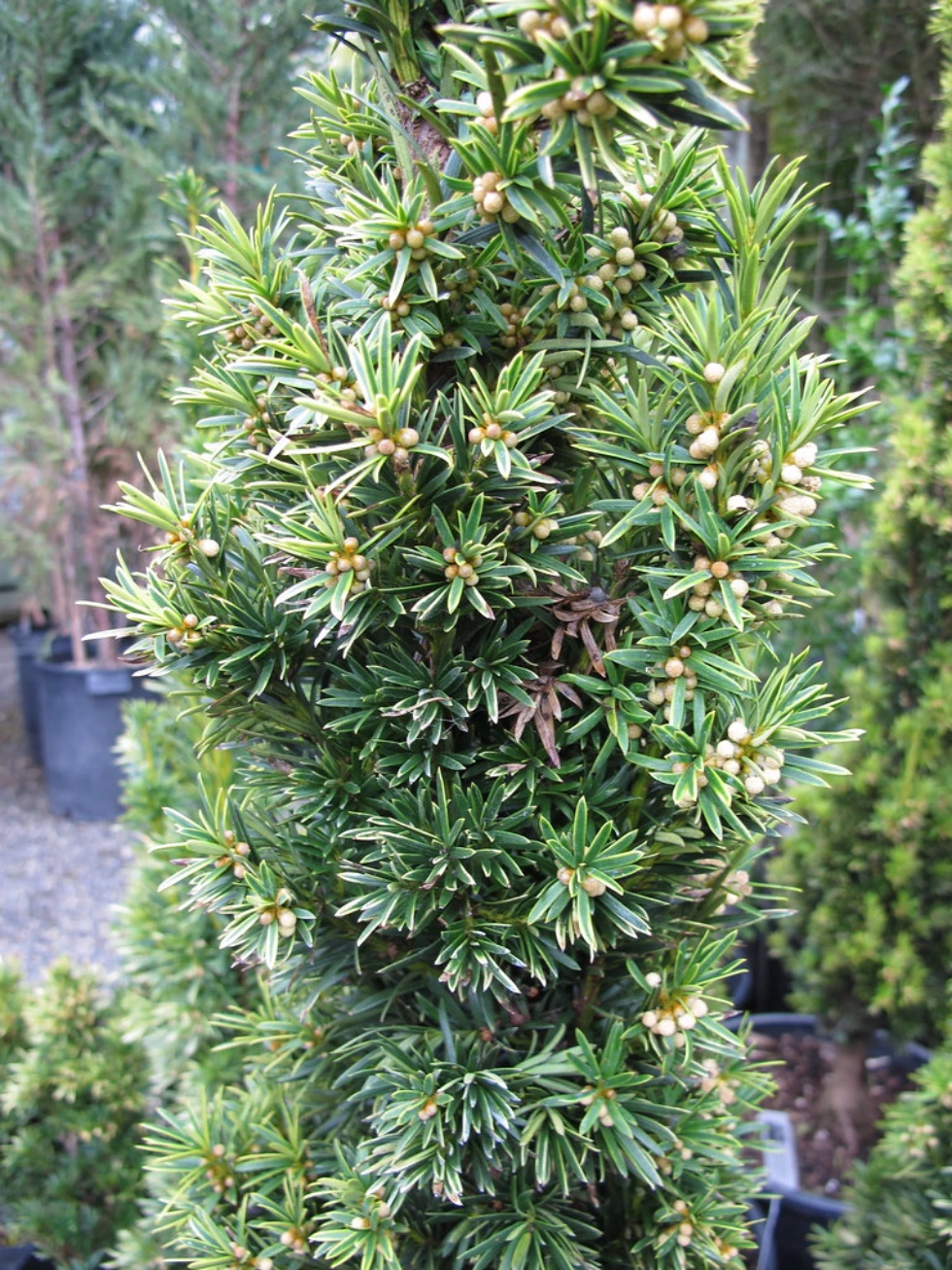 Taxus baccata 'Fastigiata Aurea'