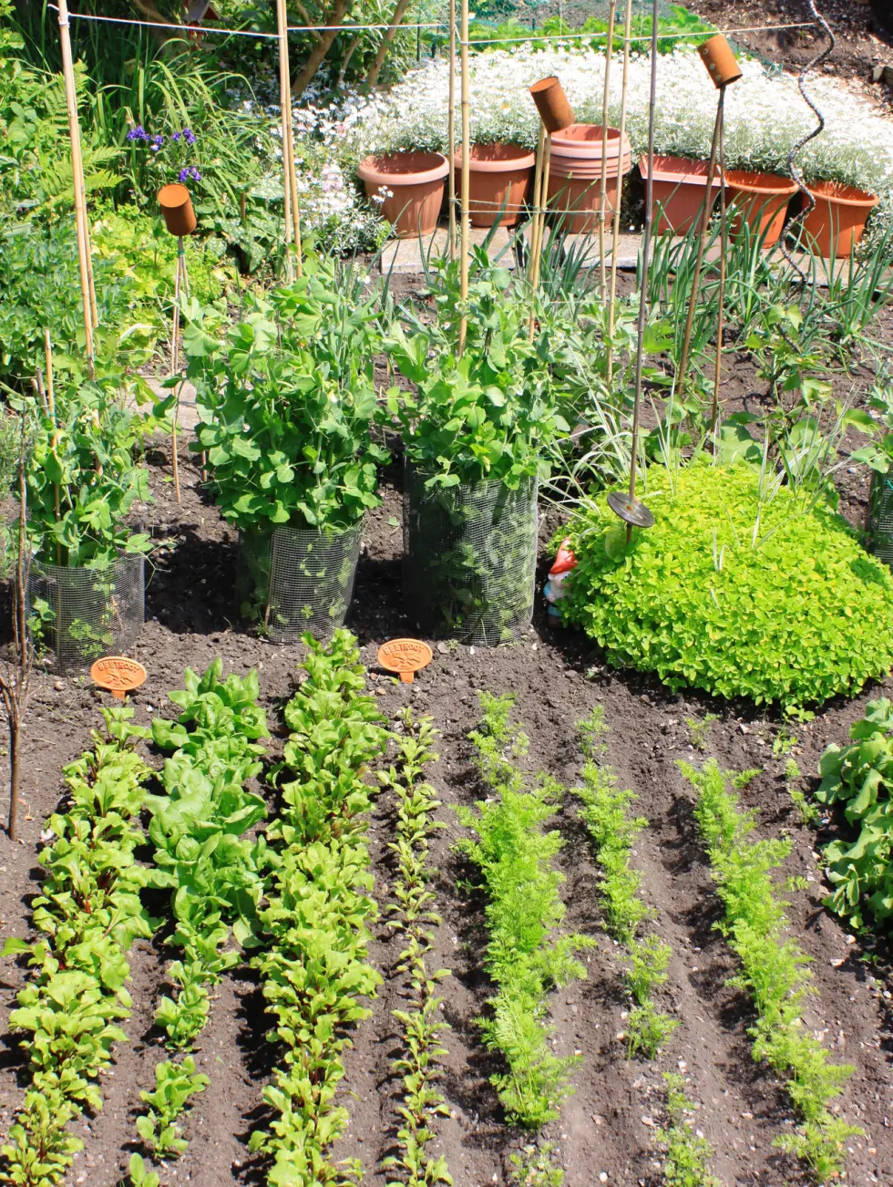 vegetables to plant in April