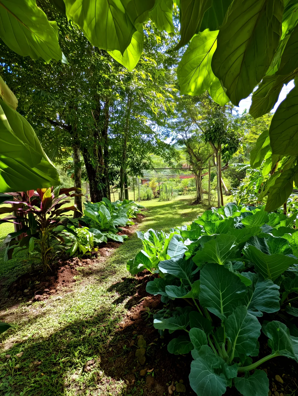 vegetable gardening guide for USDA zones 9-10