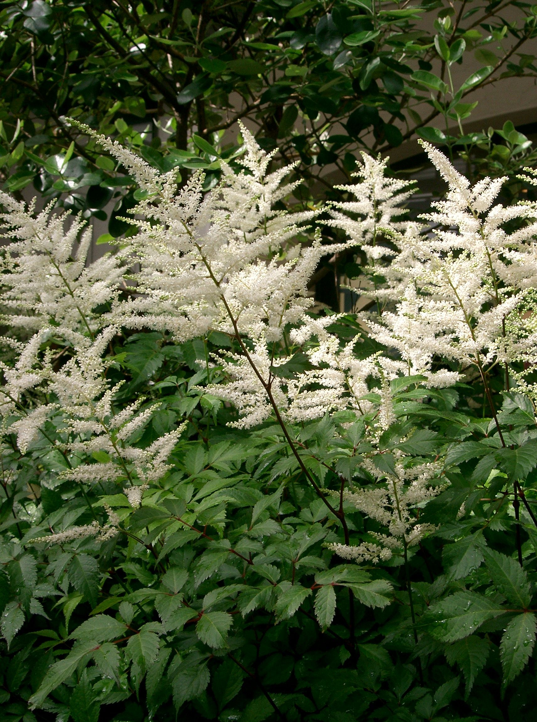 Astilbe