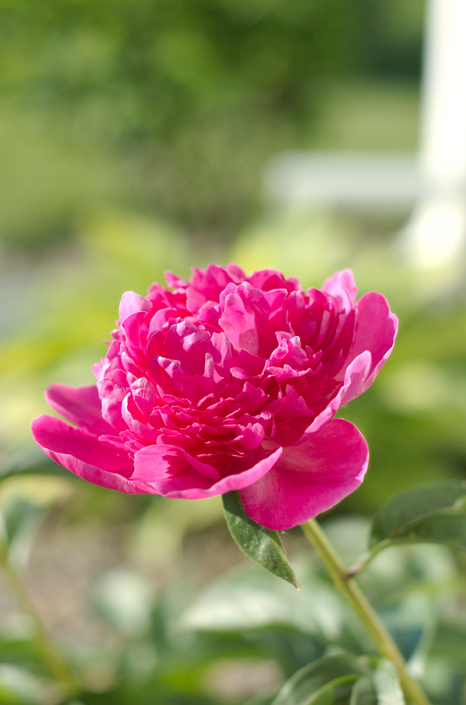 Peony