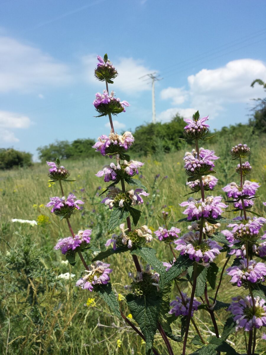 Phlomis tuberose