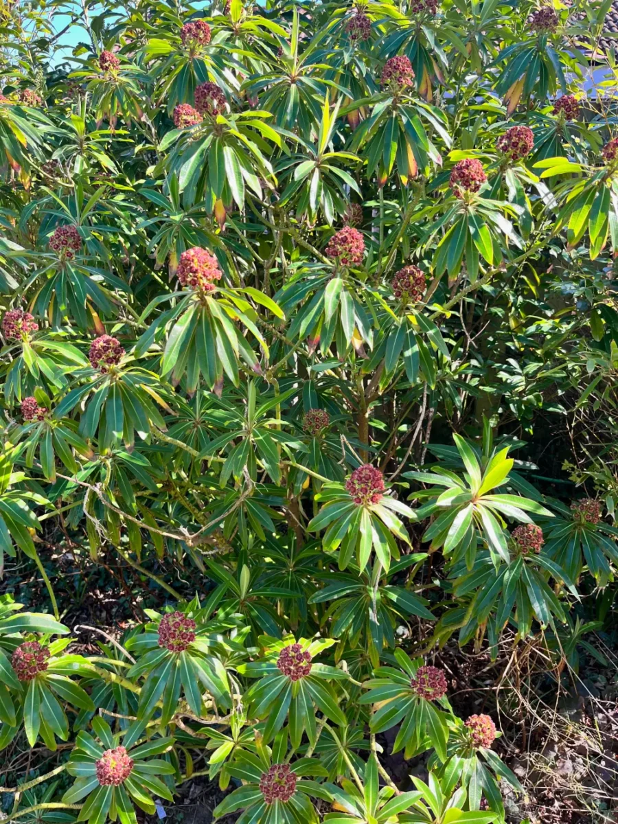 Euphorbia mellifera