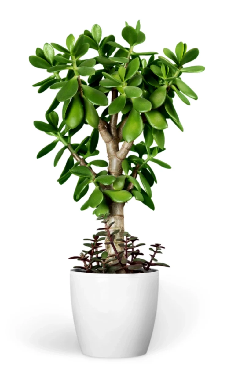 Jade plant