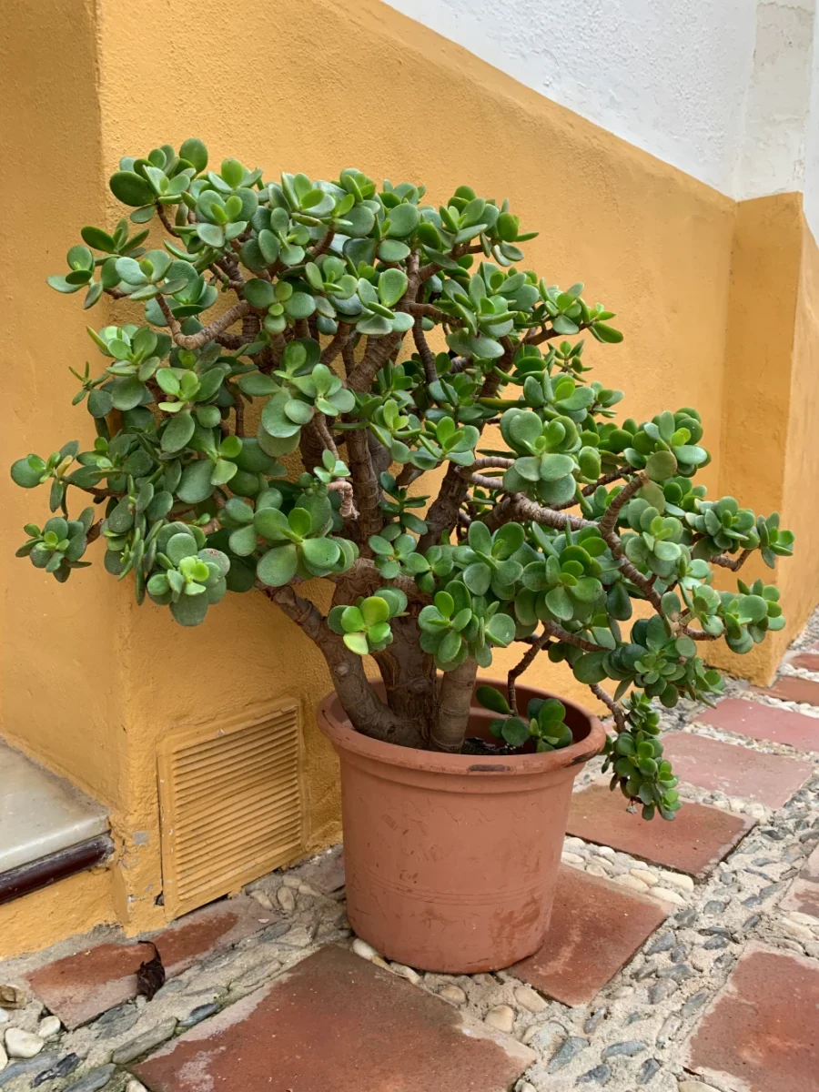 Jade plant