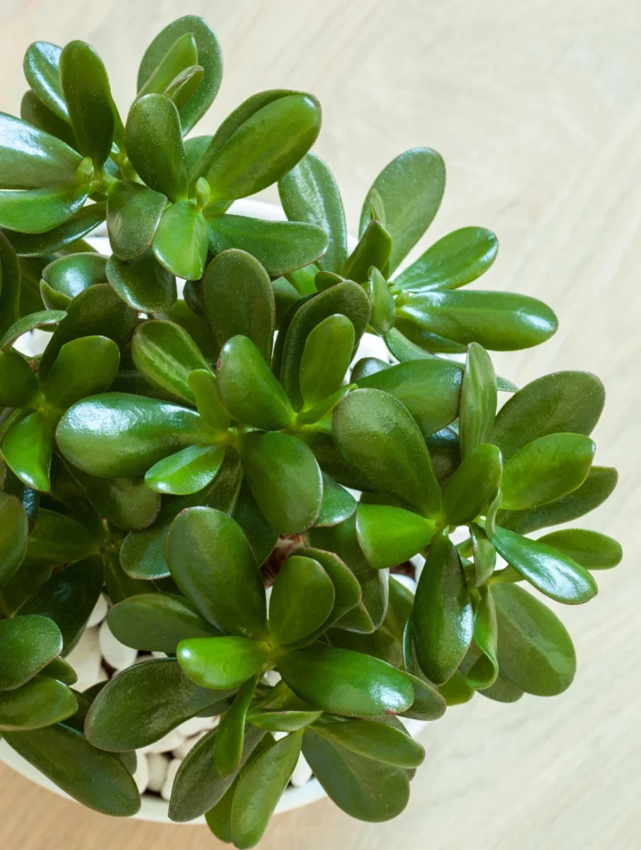 Jade plant leaves