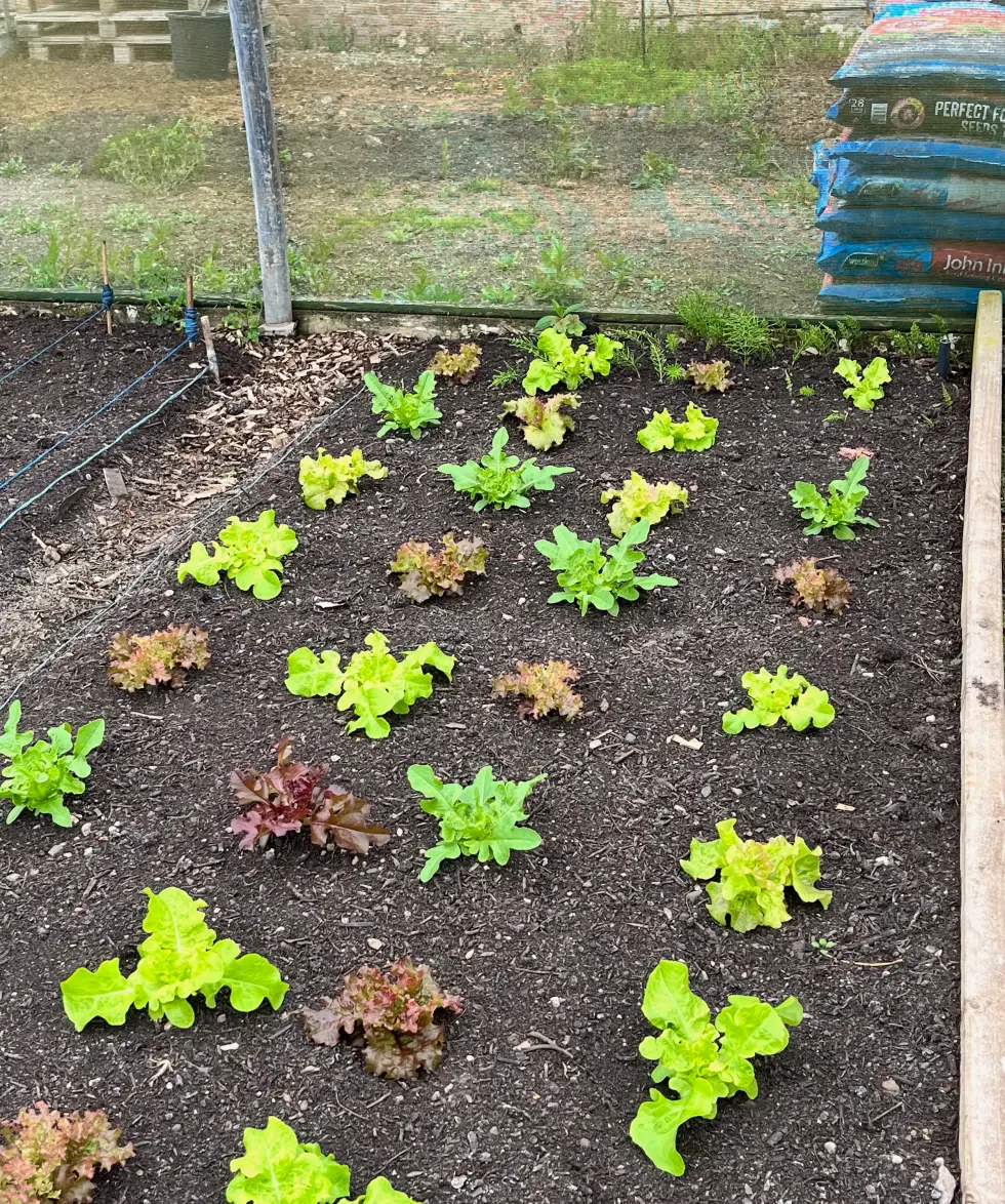 Lettuces