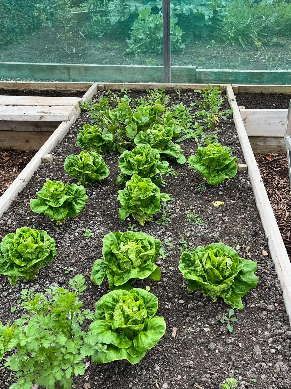 Well-spaced lettuces