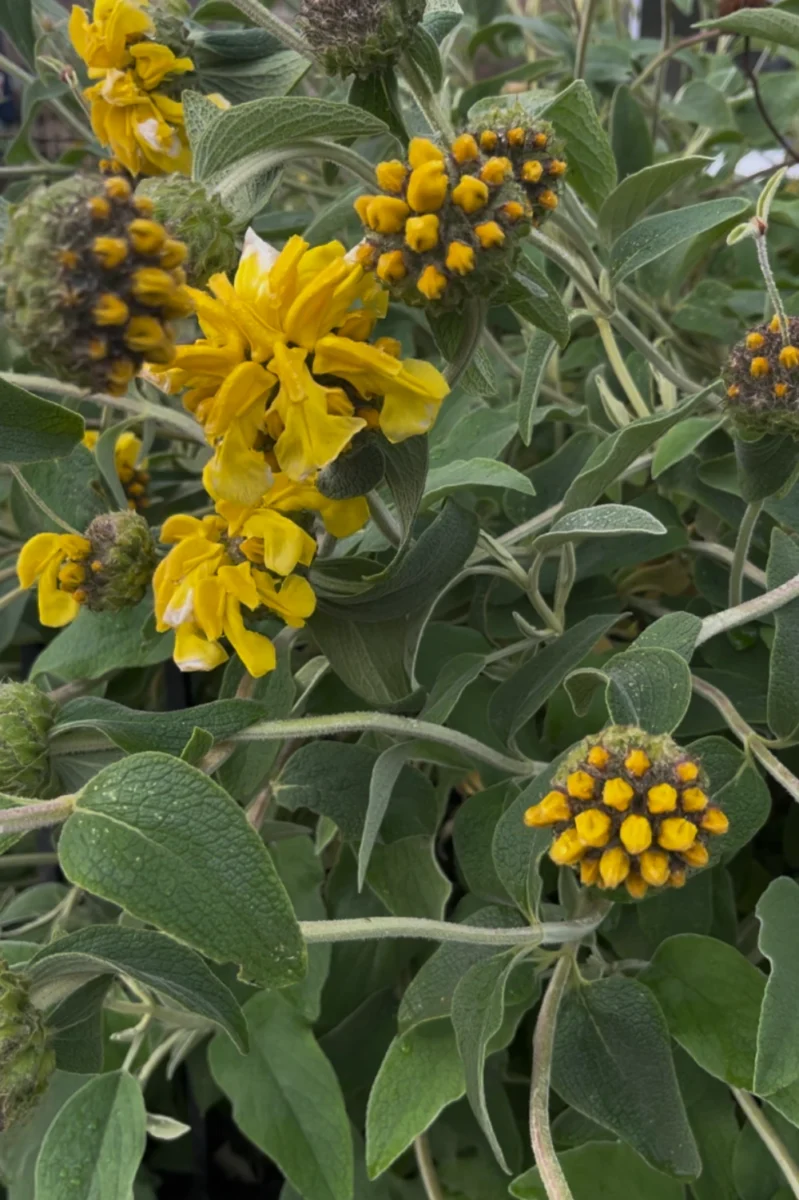 Phlomis fruticosa