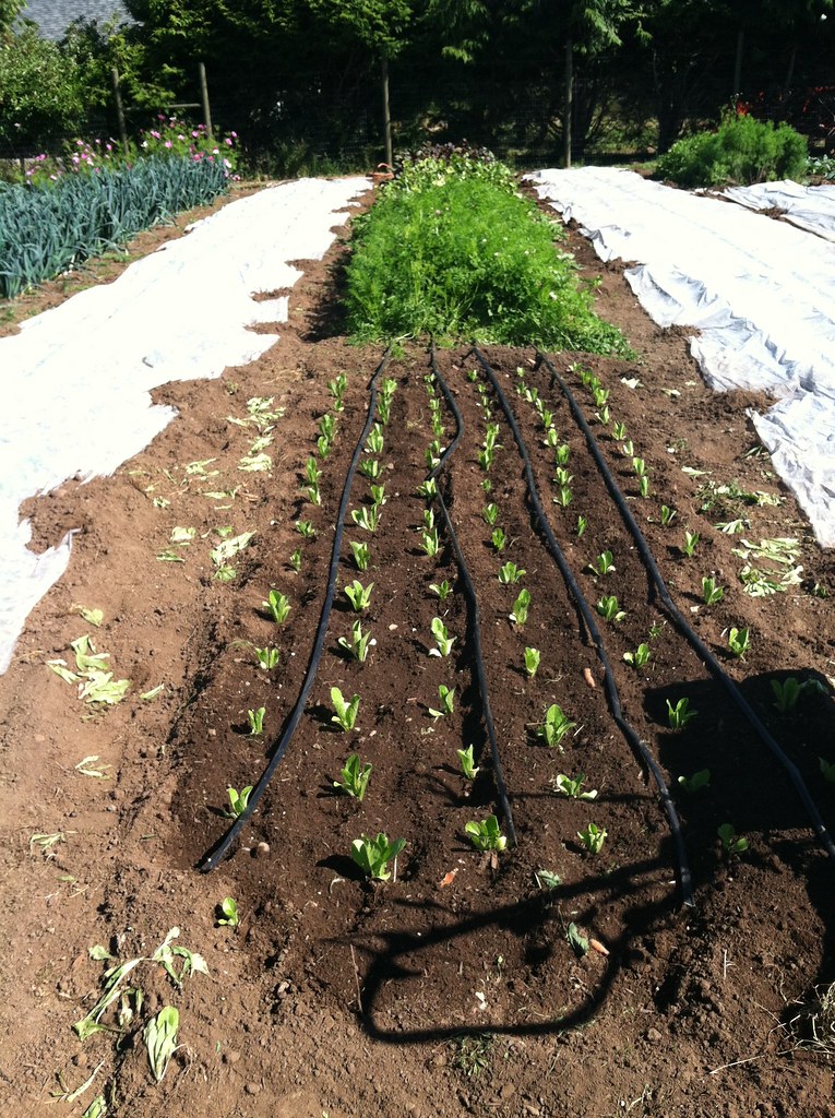 lettuce growing