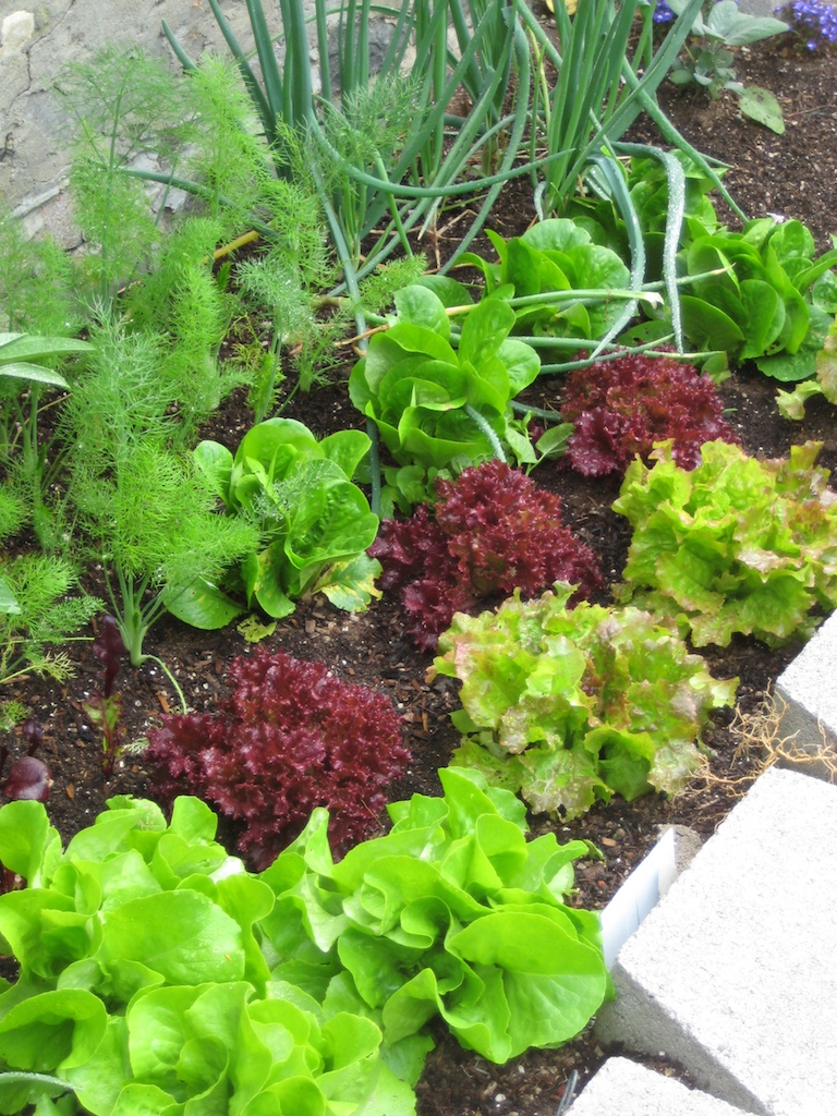 luscious lettuce