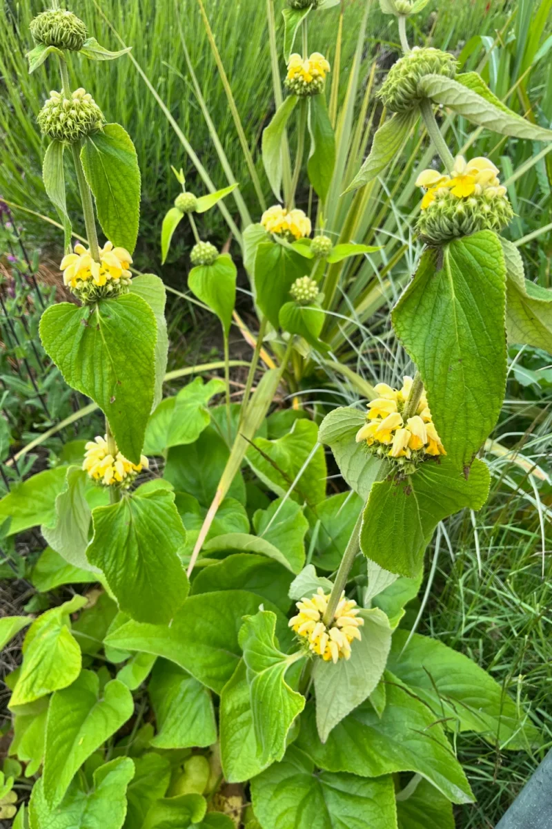 Phlomis russelliana